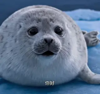 《海豹崽崽的环球旅行（62集）（夸克网盘）》短剧封面