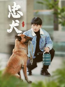 忠犬（34集）（夸克网盘）封面图 - 情感短剧