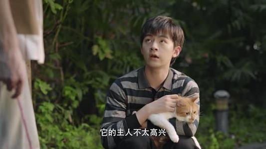 总裁变猫后同居他超粘人 《总裁变猫后同居他超粘人》短剧封面