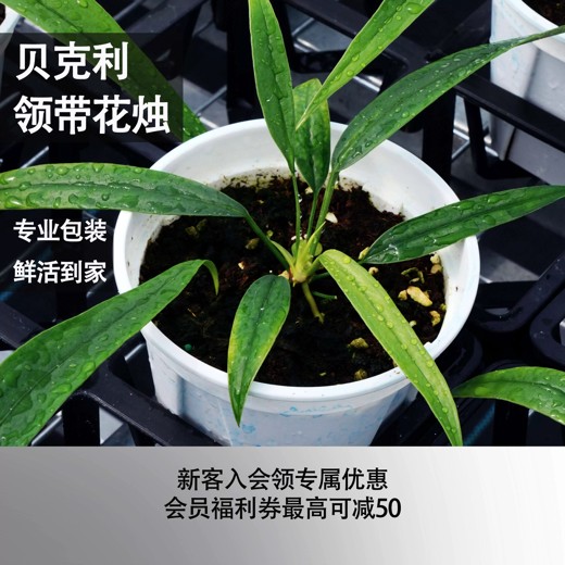 贝克书教你怎麼成為有魅力的男人封面