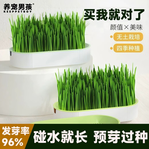 阳台种植课程蔬菜水果绿植盆栽教程（家庭园艺+免费视频+种植技术）封面