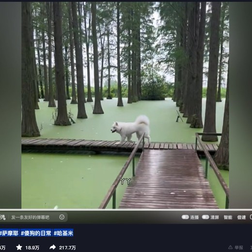 付费课程马思瑞的口语私教课——几十万人好评推荐封面