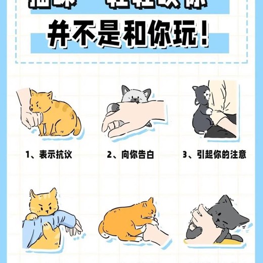 抖音百万粉丝博主的小猫生活科普视频教学封面